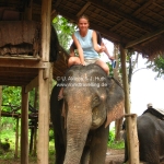 Phine als Mahout